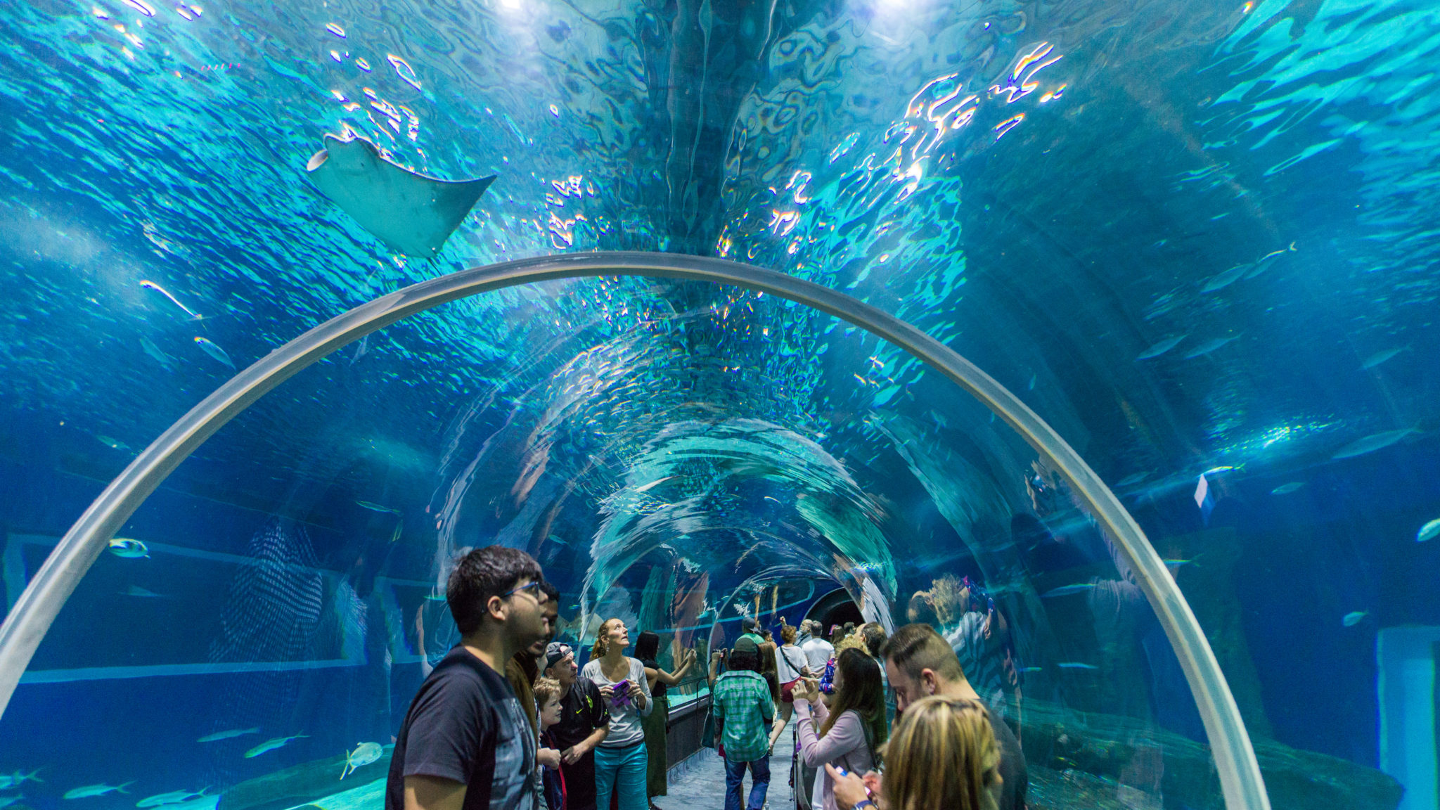 AquaRio em festa: 3 milhões de visitantes! - AquaRio
