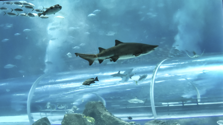 Imagem de dentro do Tanque Ocêanico do AquaRio. É possível observar uma espécide de tubarão e diversas espécies de peixes.