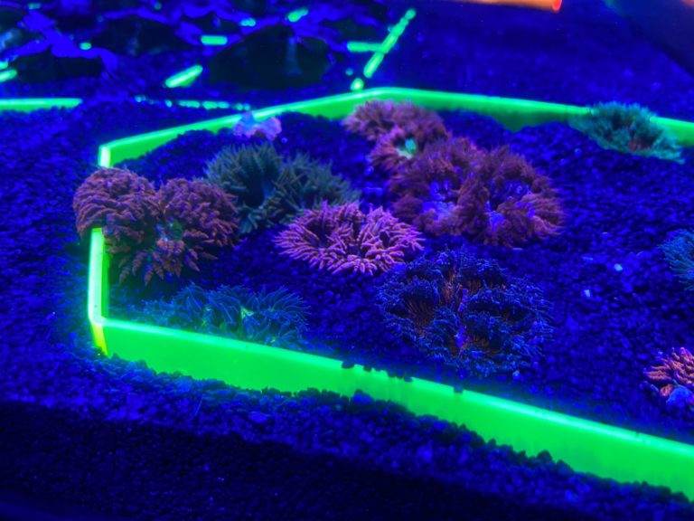 galeria-dos-corais-aquario