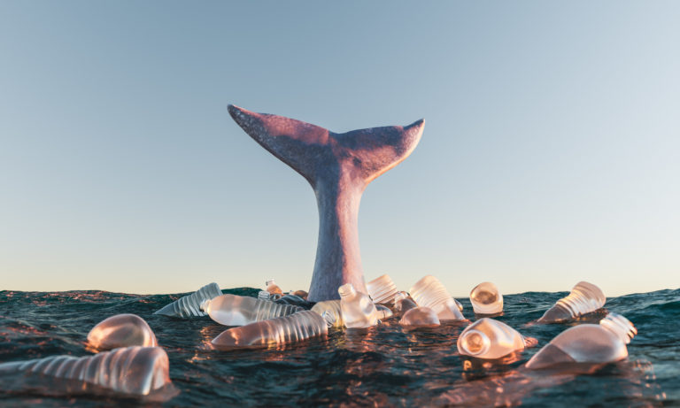 Baleia cercada por garrafas plásticas