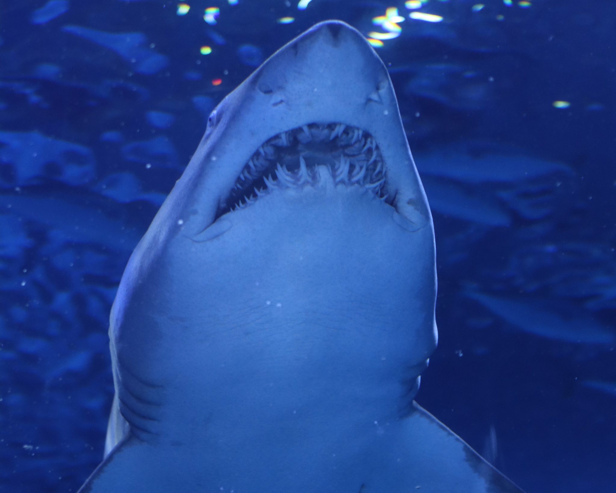 Quantos dentes tem os tubarões? - AquaRio