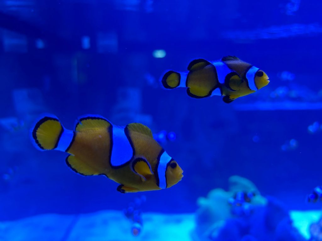 Peixe-palhaço