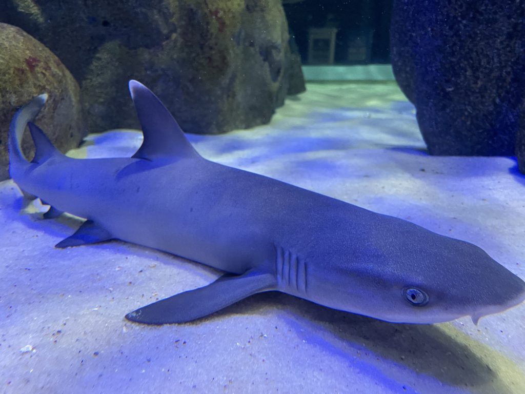 filhote de tubarão galha branca nascida no AquaRio