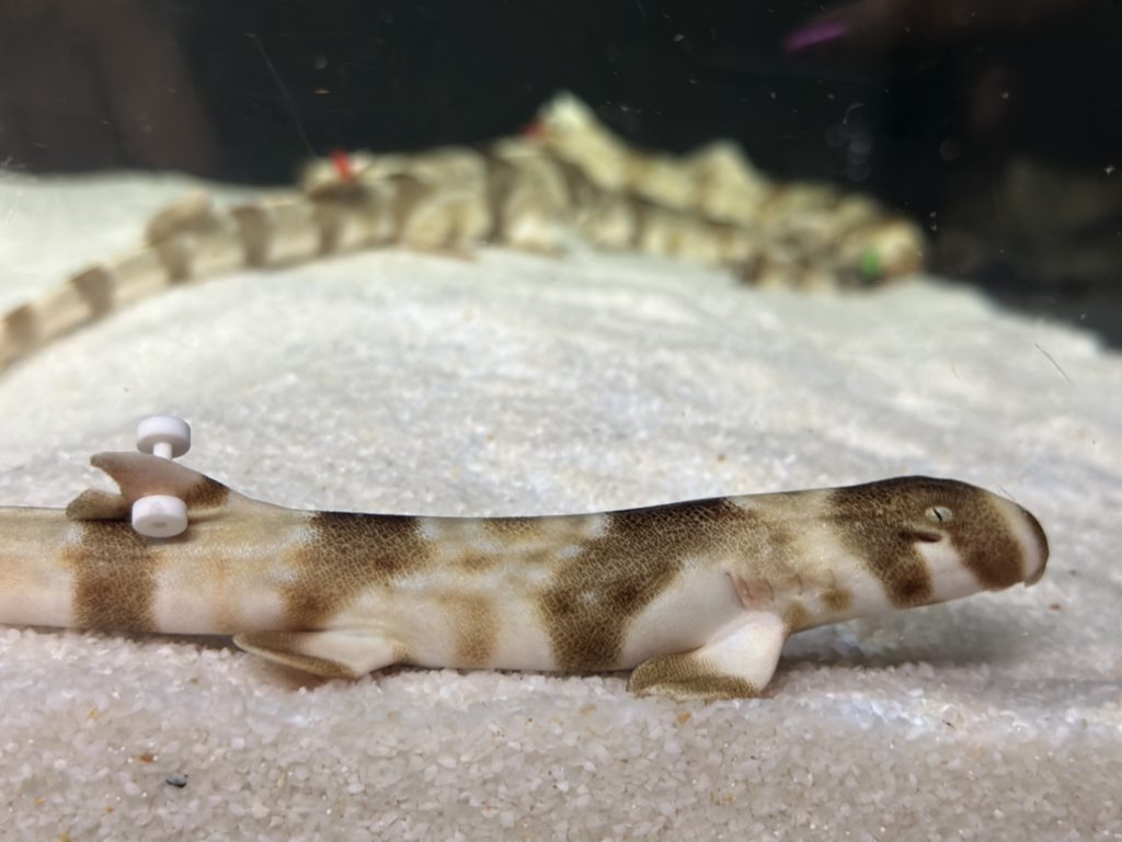 Filhote de Tubarão Freycineti