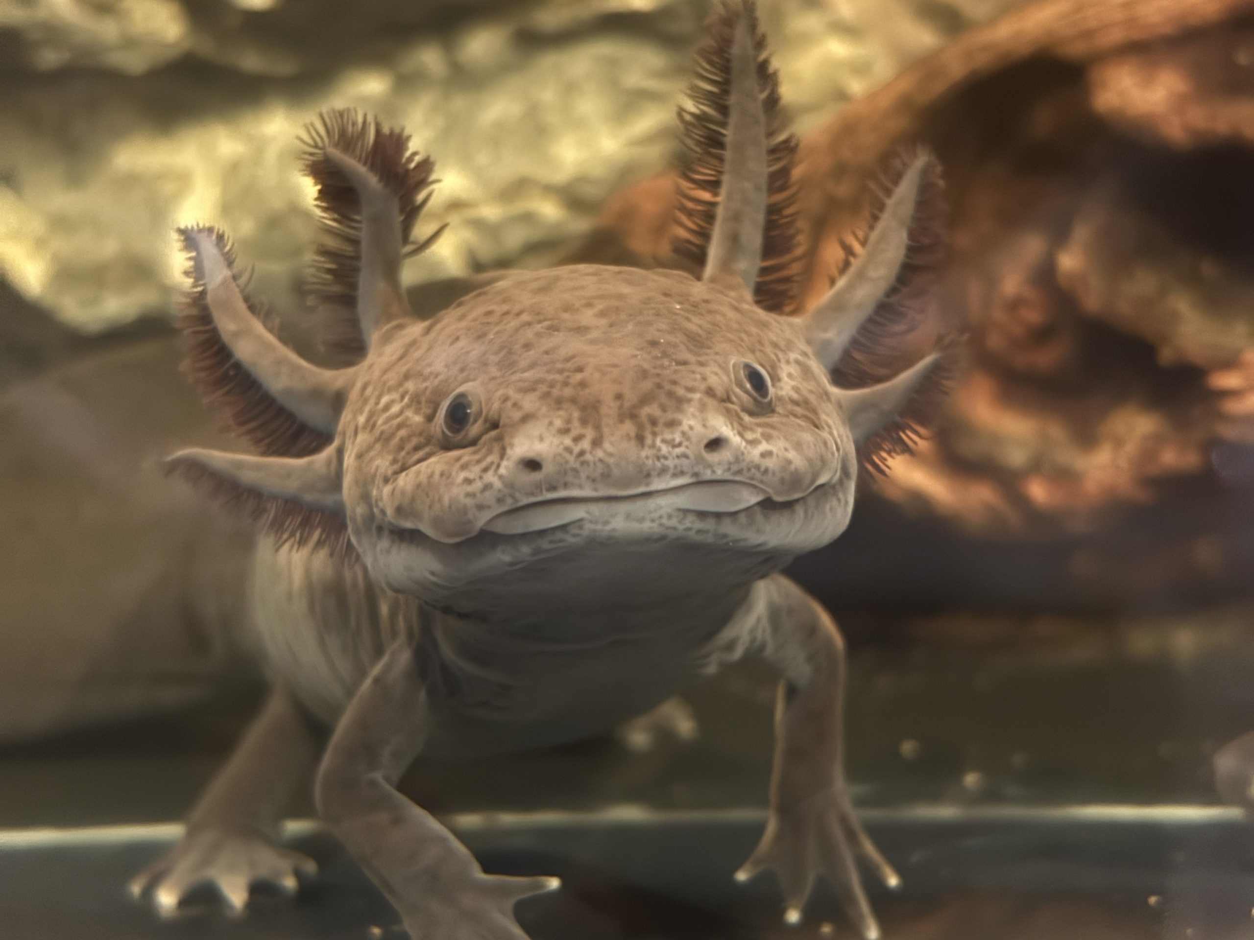 axolote