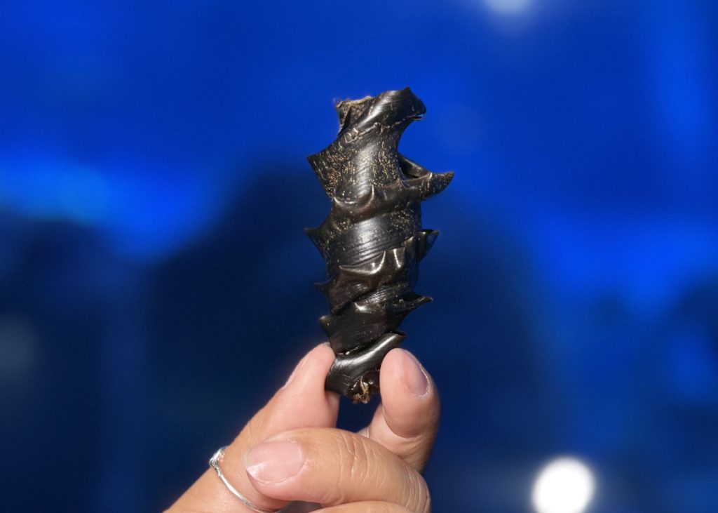 Ovo de tubarão chifre