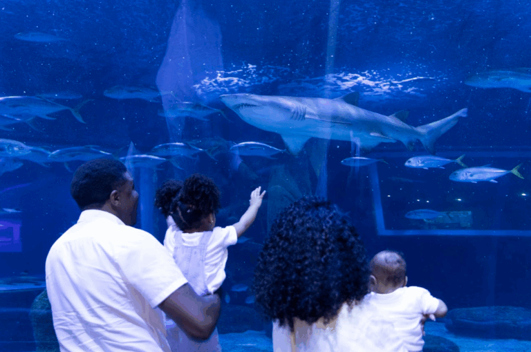 Família observando um tubarão