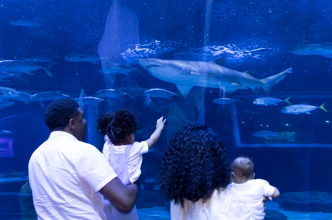 Família observando um tubarão