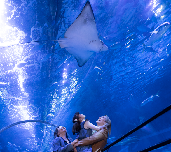Duas mulheres segurando uma criança e olhando para uma raia no túnel aquático do AquaRio