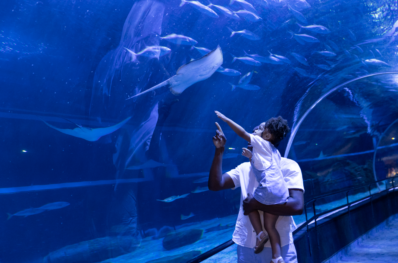 Pai e filha vendo raia