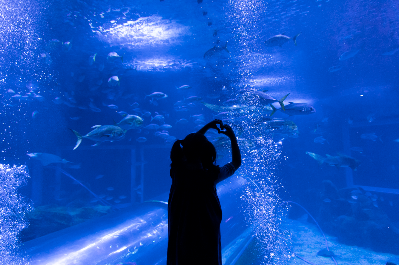 criança em frente aquario
